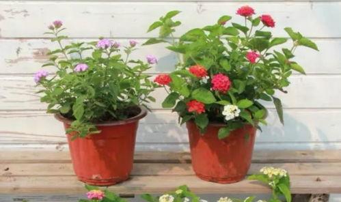 开平八卦爆料事件视频最新,揭秘背后惊人真相 第3张 开平八卦爆料事件视频最新,揭秘背后惊人真相 第3张